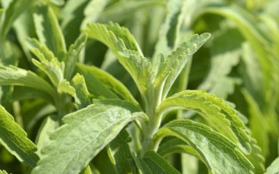 Modern Agriculture And Its Effect On Gut Health