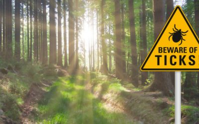 The Lyme Disease and Autoimmune Connection