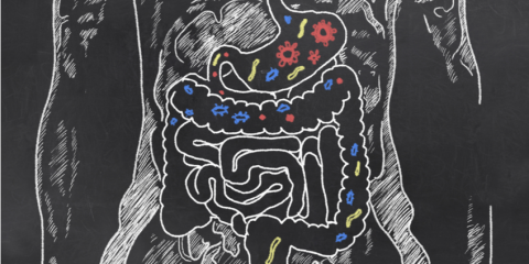 Why Gut Health is Even More Important than You Think