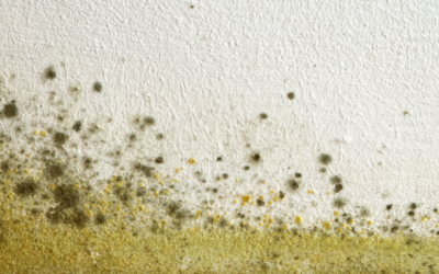 The Toxic Mold & Candida Connection