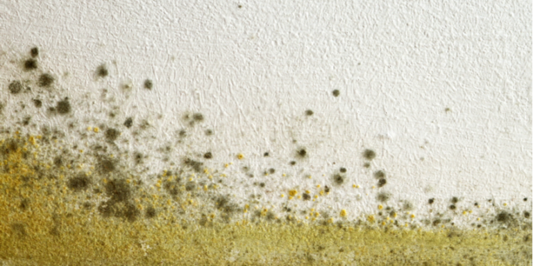 The Toxic Mold & Candida Connection